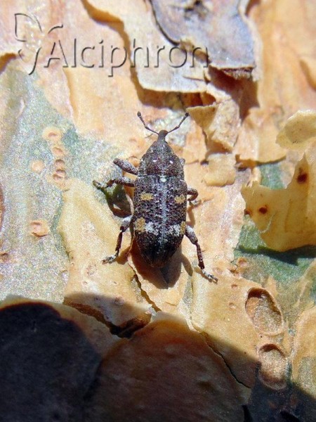 Pissodes castaneus