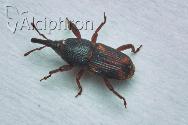 Sitophilus oryzae