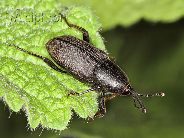 Sphenophorus abbreviatus