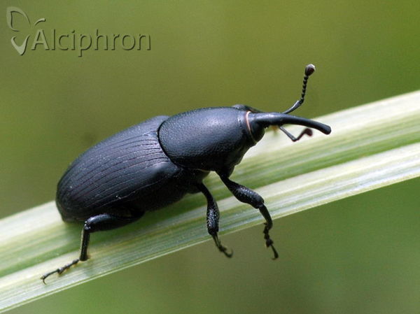 Sphenophorus abbreviatus