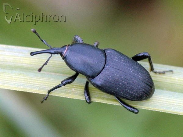Sphenophorus abbreviatus