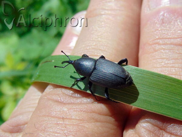 Sphenophorus abbreviatus
