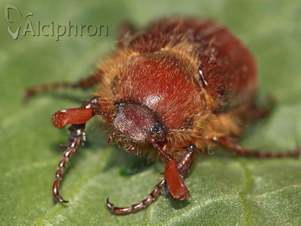 Holochelus aequinoctialis