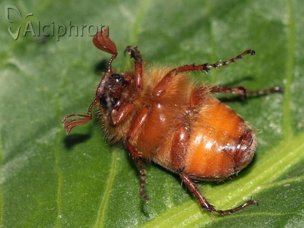 Holochelus aequinoctialis