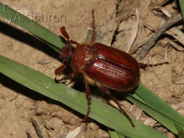 Holochelus aequinoctialis