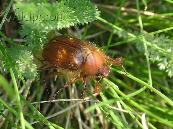 Holochelus aequinoctialis