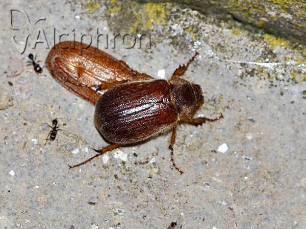 Holochelus nocturnus