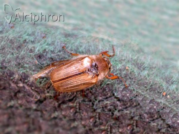 Amphimallon solstitiale