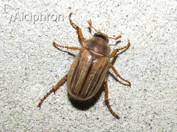 Amphimallon solstitiale