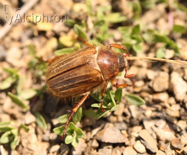 Amphimallon solstitiale