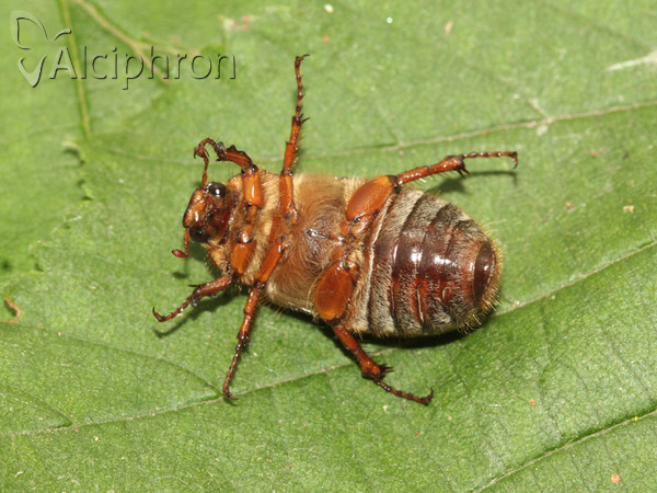 Amphimallon solstitiale