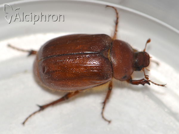 Rhizotrogus aestivus