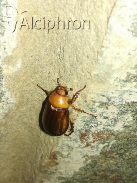 Rhizotrogus aestivus