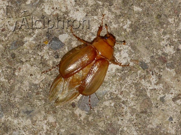 Rhizotrogus aestivus