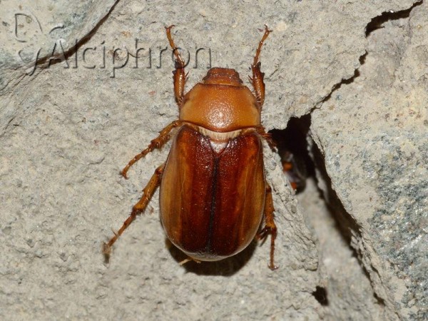 Rhizotrogus aestivus