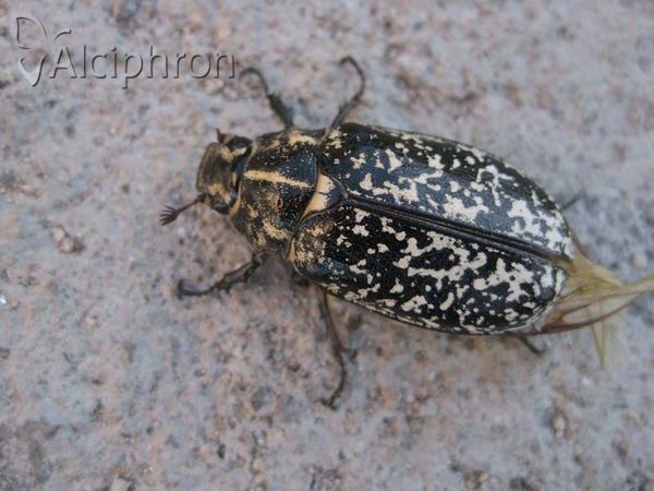 Polyphylla fullo
