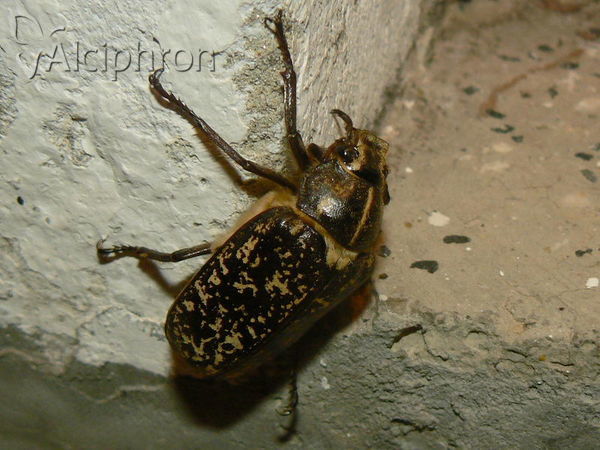 Polyphylla fullo
