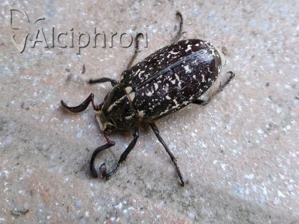 Polyphylla fullo