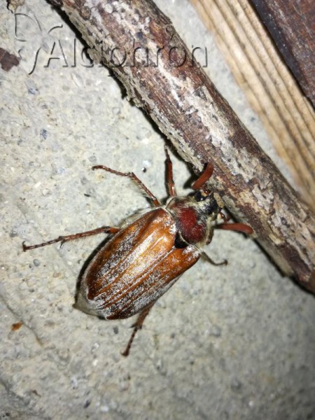 Melolontha hippocastani