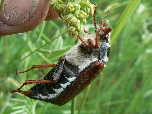 Melolontha melolontha