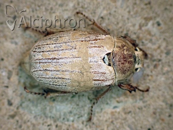 Melolontha pectoralis