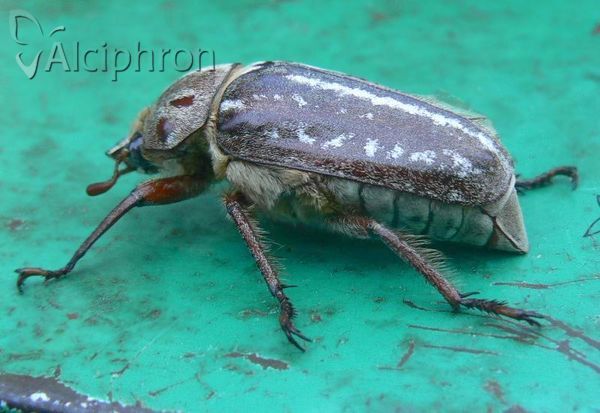 Anoxia orientalis