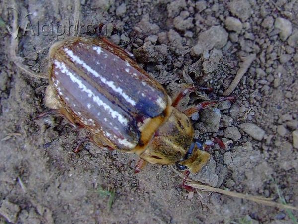 Anoxia orientalis