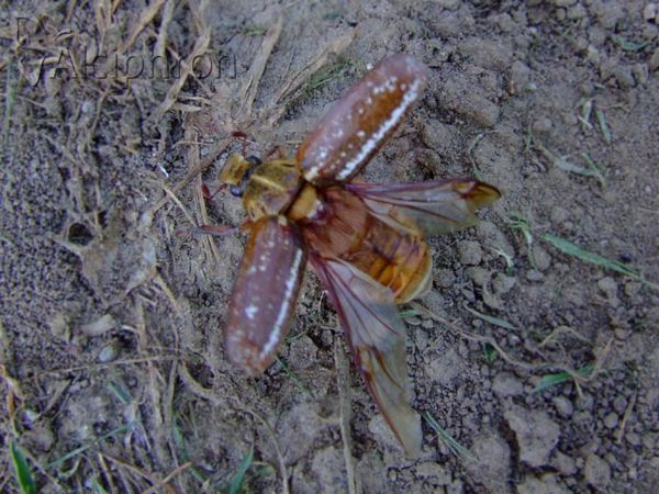 Anoxia orientalis