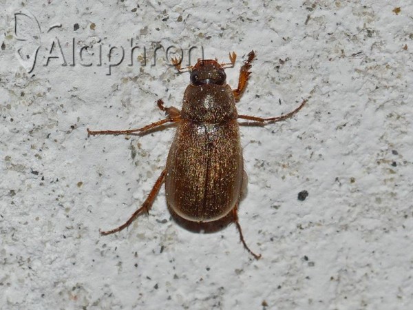 Triodonta dalmatica