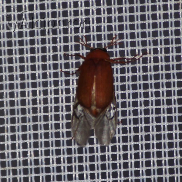 Serica brunnea
