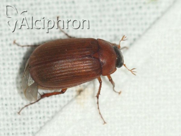 Serica brunnea