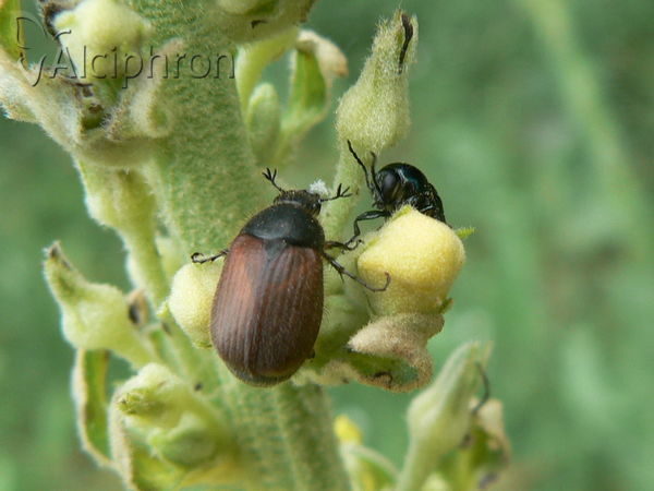 Omaloplia erythroptera
