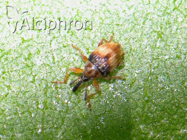 Nanophyes globiformis