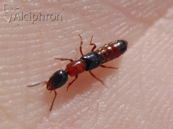 Atrecus affinis