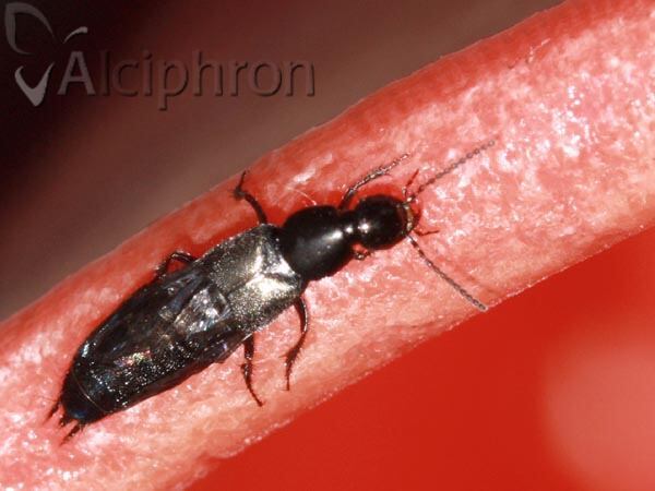 Philonthus tenuicornis