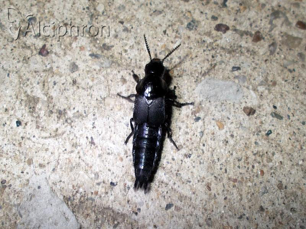 Velleius dilatatus