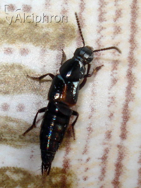 Quedius cinctus