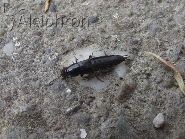 Quedius fuliginosus