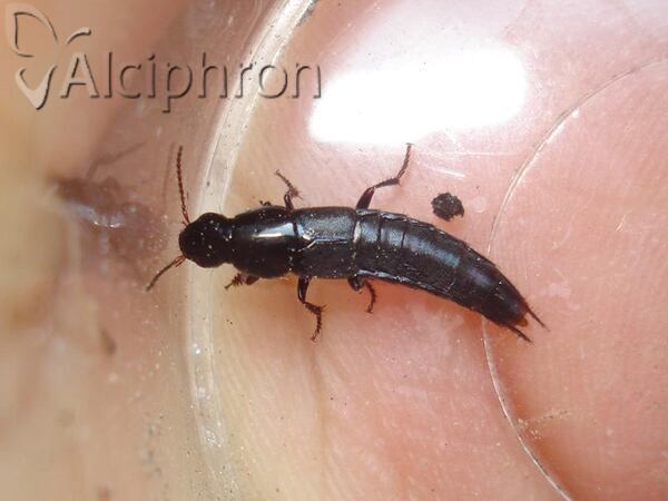 Quedius fuliginosus