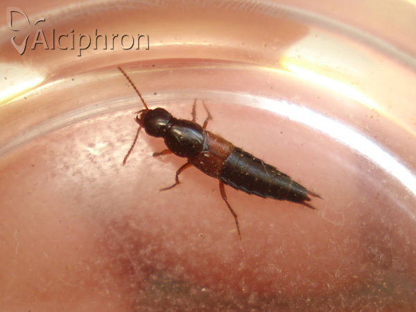 Quedius picipes
