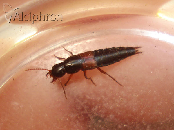 Quedius picipes