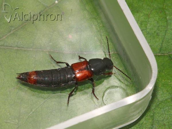 Astrapaeus ulmi