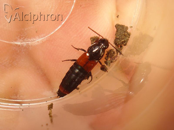 Astrapaeus ulmi