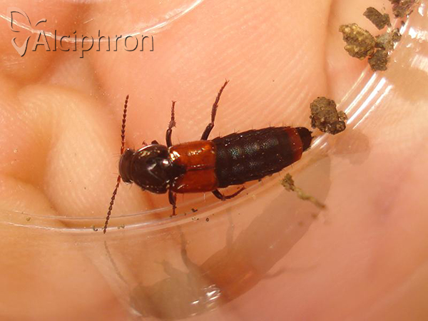 Astrapaeus ulmi