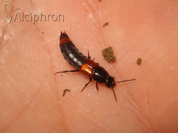 Astrapaeus ulmi