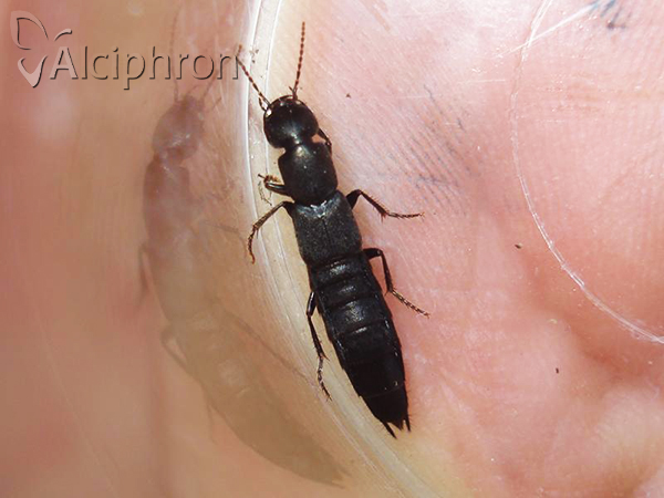 Tasgius melanarius
