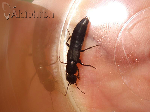 Tasgius melanarius