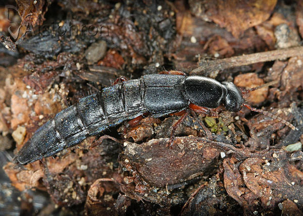 Tasgius pedator