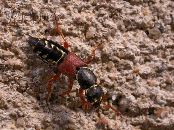 Staphylinus caesareus