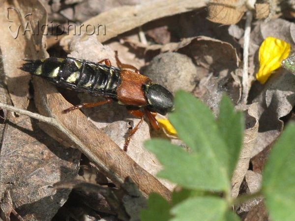 Staphylinus caesareus